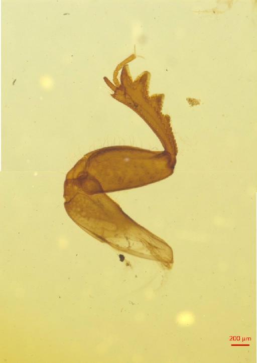Onthophagus ovatus (Linnaeus, 1767) - 010189950___5
