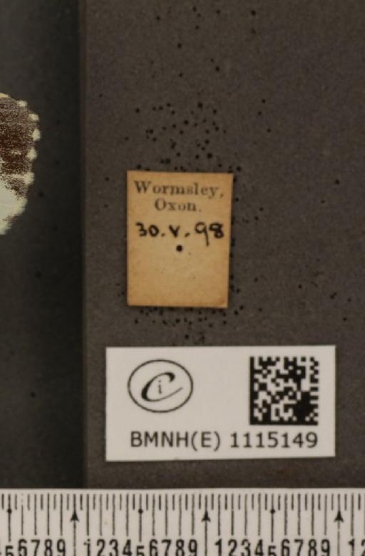 Anthocharis cardamines britannica Verity, 1908 - BMNHE_1115149_label_67965