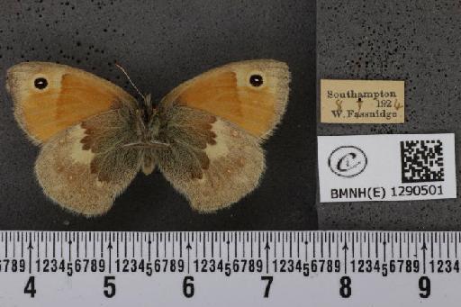 Coenonympha pamphilus (Linnaeus, 1758) - BMNHE_1290501_126047