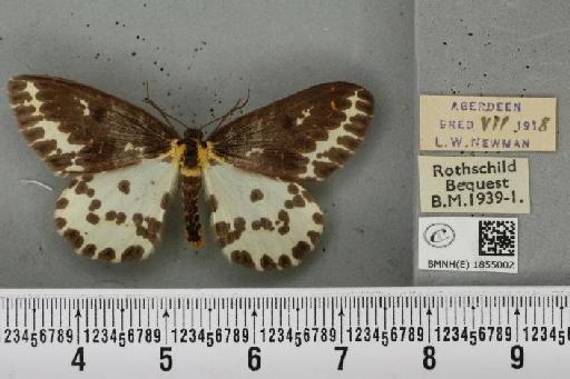 Abraxas grossulariata ab. aberdoniensis Raynor, 1923 - BMNHE_1855002_415509