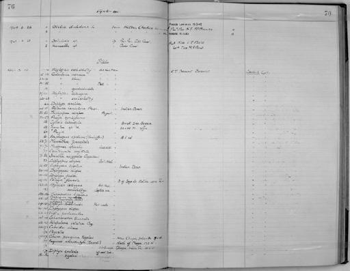 Lensia cossacki Totton - Zoology Accessions Register: Coelenterata: 1934 - 1951: page 76