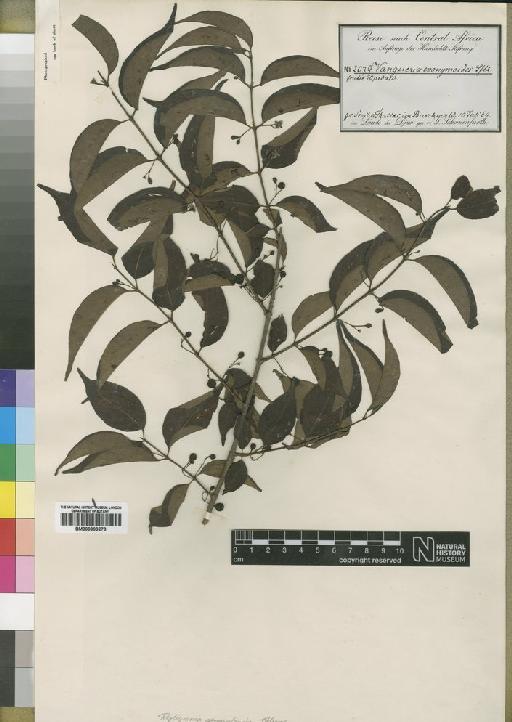 Rytigynia senegalensis Blume - BM000903278