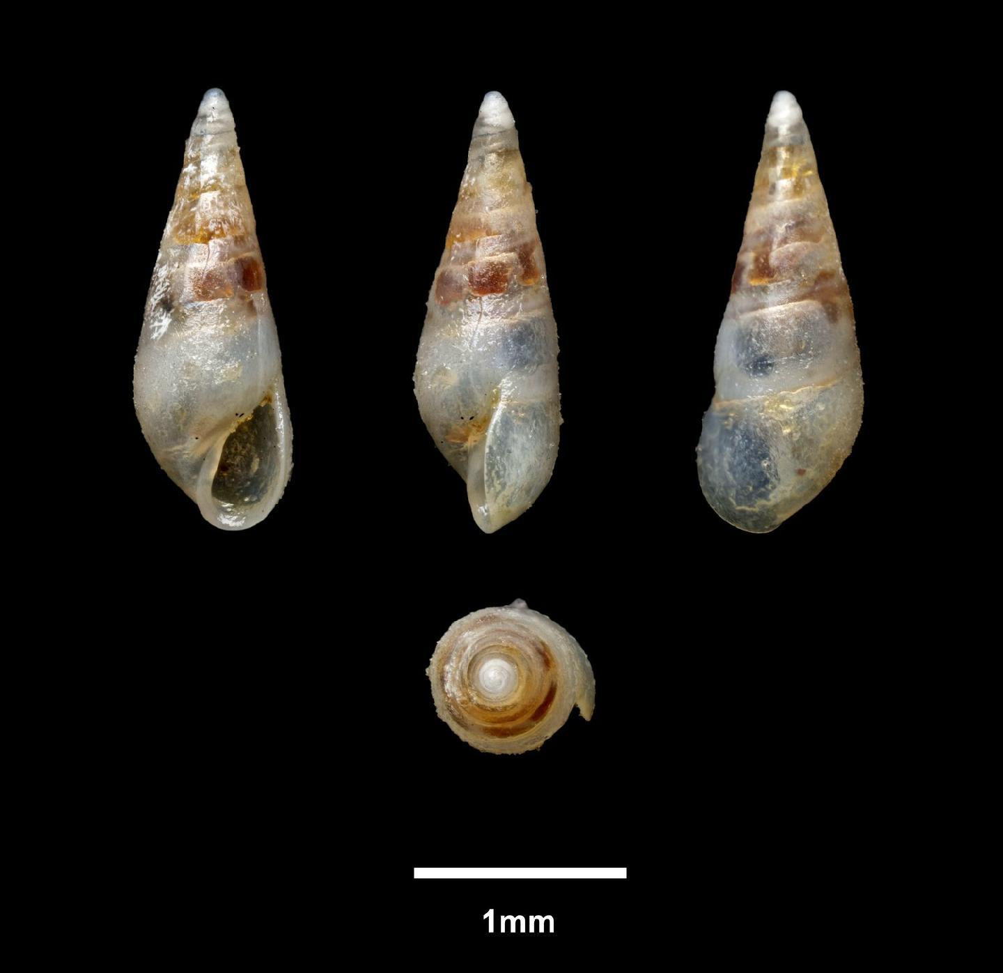 To NHMUK collection (Leiostraca iota var. retexta Carpenter, 1857; SYNTYPES; NHMUK:ecatalogue:5566017)