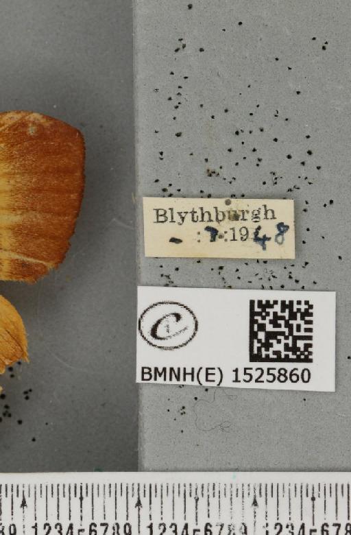 Lasiocampa quercus quercus (Linnaeus, 1758) - BMNHE_1525860_label_194496