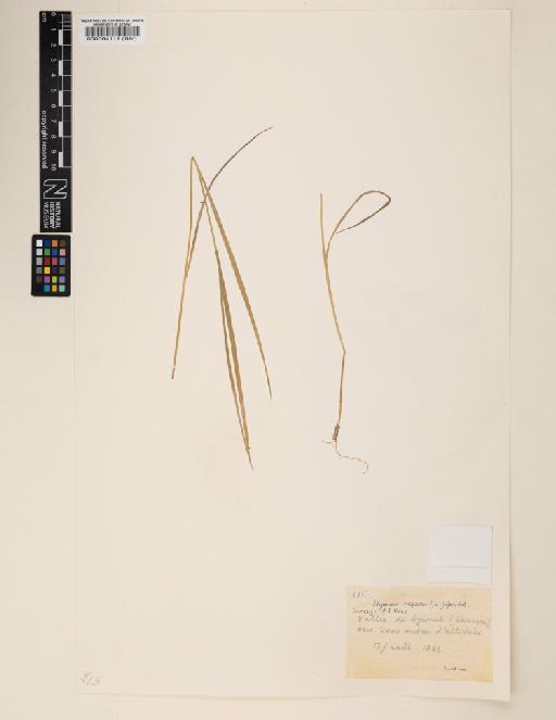 Elymus repens (L.) Gould - 000064112