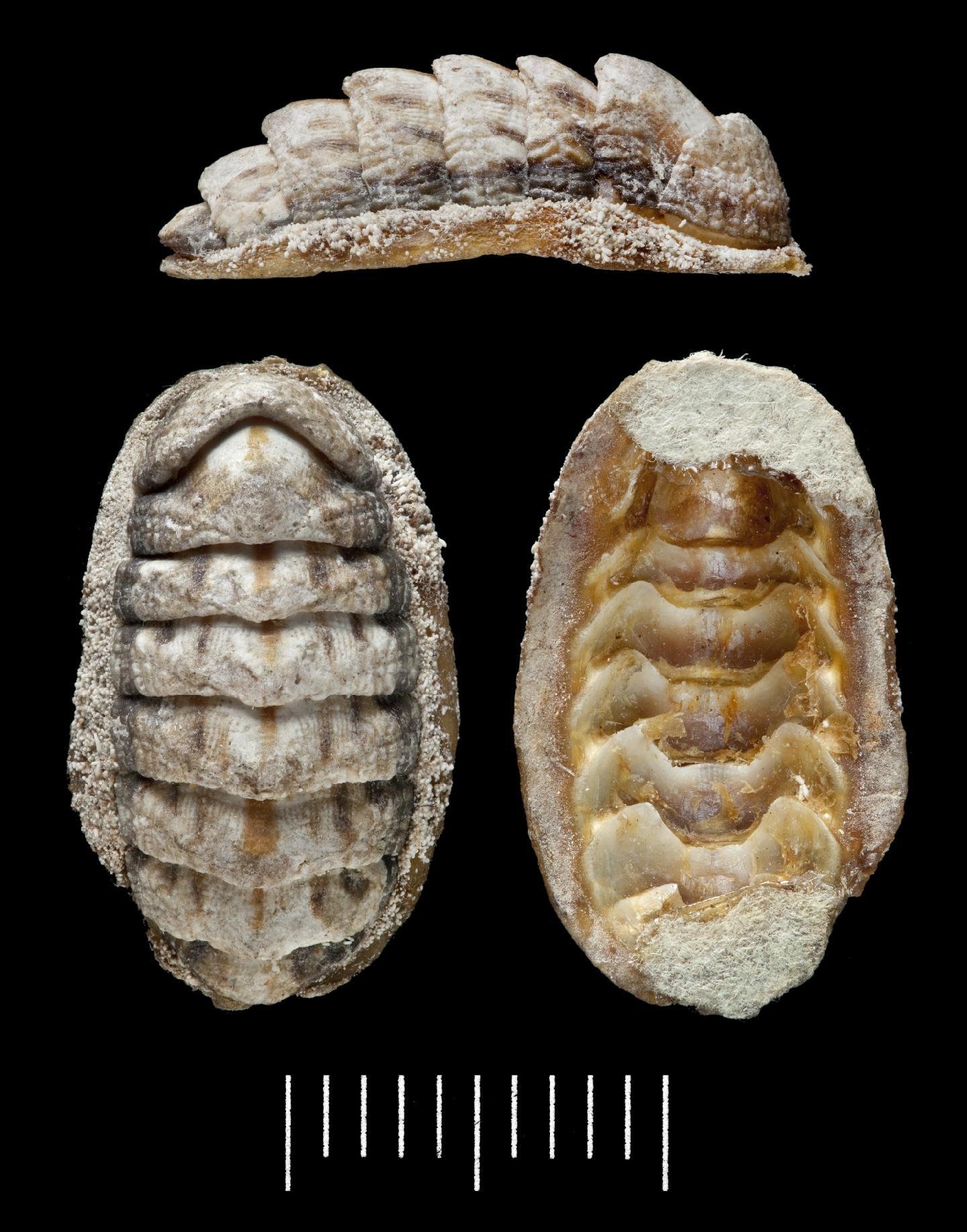 To NHMUK collection (Chiton (Onithochiton) amicorum Baird, 1873; SYNTYPE; NHMUK:ecatalogue:2495965)