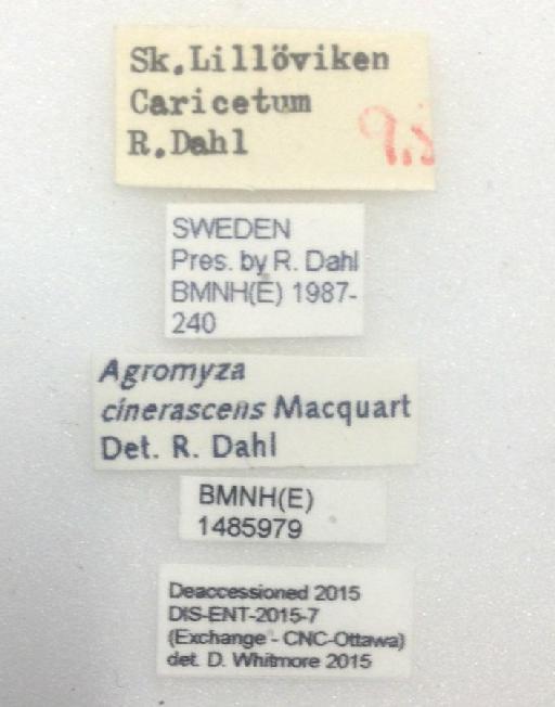 Agromyza cinerascens Macquart, 1835 - BMNH(E) 1485979