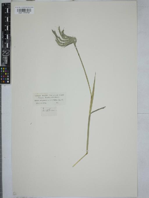 Dichanthium caricosum (L.) A.Camus - 012550849