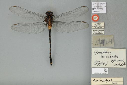 Gomphus auricolor Fraser, 1926 - 013323529_dorsal