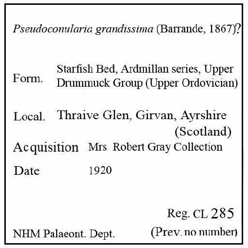 Pseudoconularia grandissima (Barrande, 1867) - CL 285. Pseudoconularia grandissima (label)