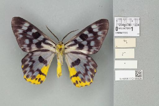 Dysphania glaucescens glaucescens (Walker, 1862) - 012499808_reverse