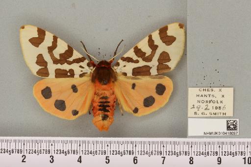 Arctia caja (Linnaeus, 1758) - NHMUK_010418097_530646