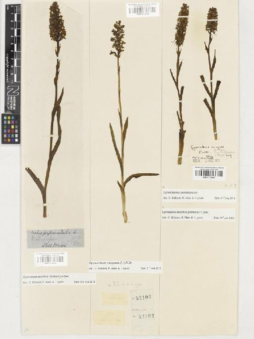 Gymnadenia densiflora (Wahlenb.) A.Dietr. - BM001116936