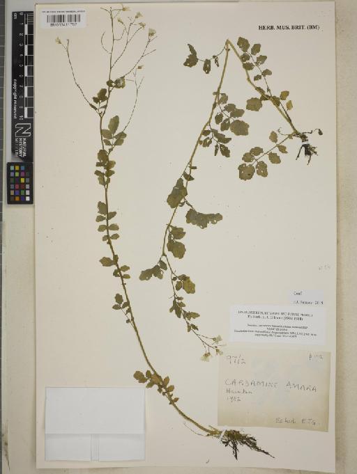 Cardamine amara L. - BM013411787