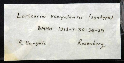 Loricariichthys ucayalensis Regan, 1913 - 1913.7.30.36; Loricariichthys ucayalensis; image of jar label; ACSI project image