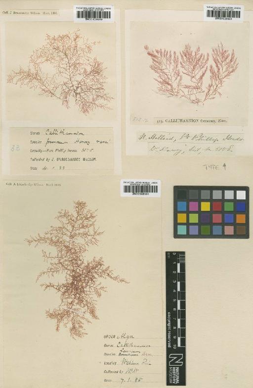 Hirsutithallia formosa (Harv.) E.M.Woll. & Womersley - BM001039350