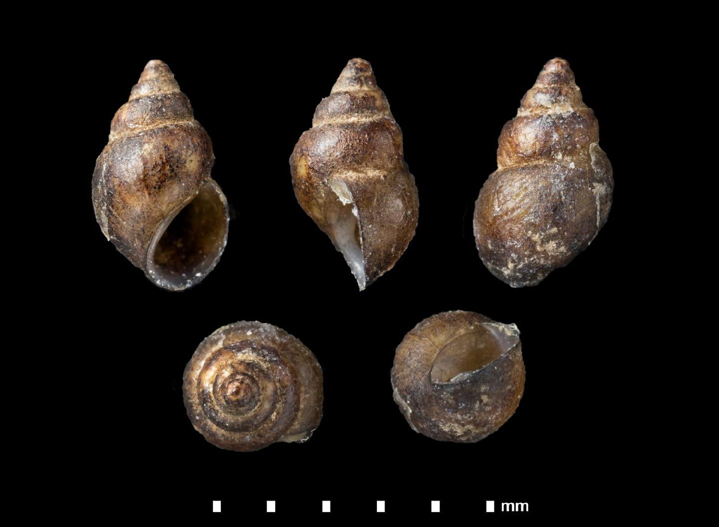 To NHMUK collection (Paludina piscium d'Orbigny, 1835; LECTOTYPE & PARALECTOTYPE(S); NHMUK:ecatalogue:7095618)