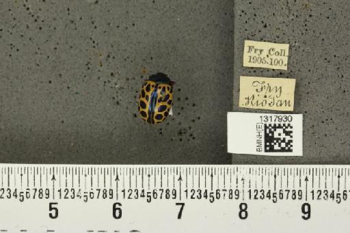 Calligrapha (Calligrapha) polyspila (Germar, 1821) - BMNHE_1317930_17472