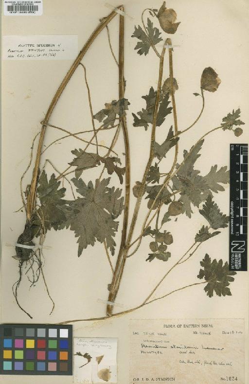 Aconitum staintonii Lauener - BM000514440