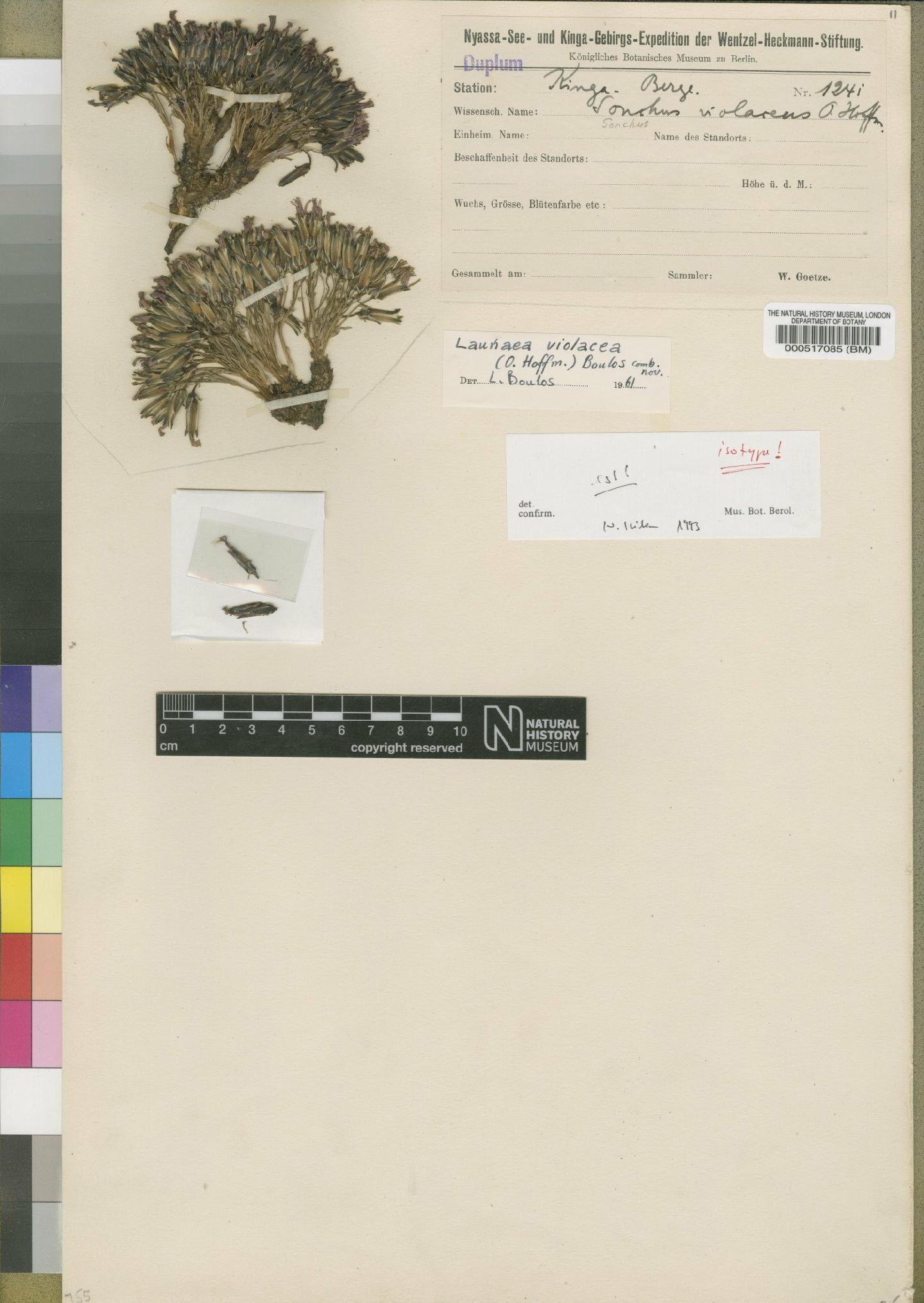 To NHMUK collection (Launaea violacea (O.Hoffm.) Boulos; Isotype; NHMUK:ecatalogue:4552978)