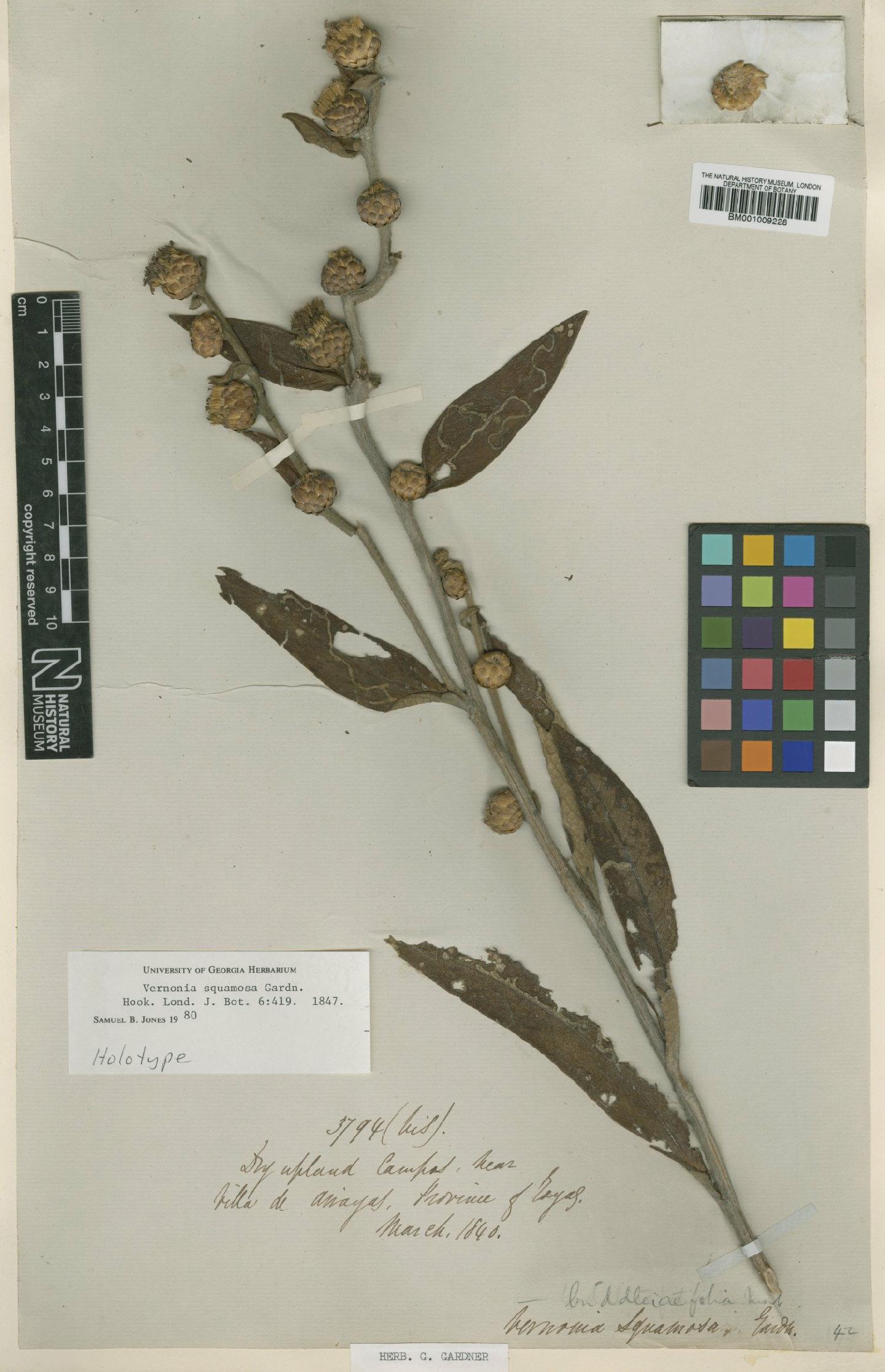 To NHMUK collection (Vernonia squamosa Gardner; Holotype; NHMUK:ecatalogue:557832)