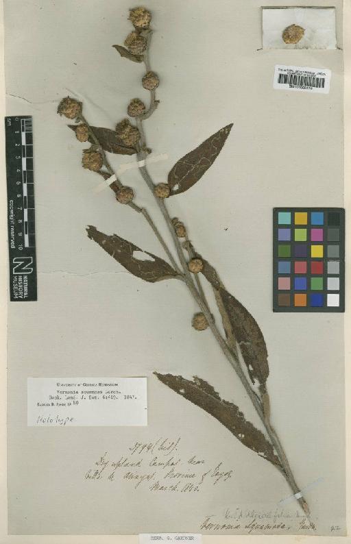 Vernonia squamosa Gardner - BM001009228