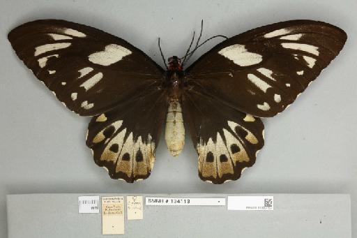 Ornithoptera priamus pronomus Gray, 1852 - 013604134__
