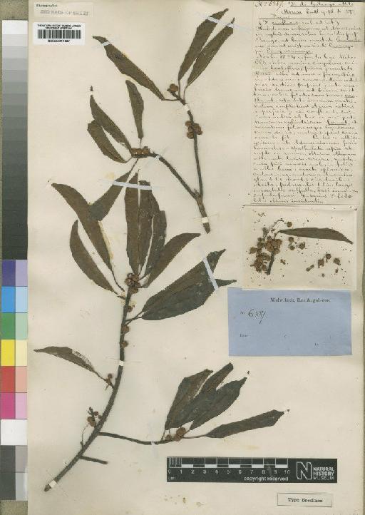 Ficus thonningii Blume - BM000911447