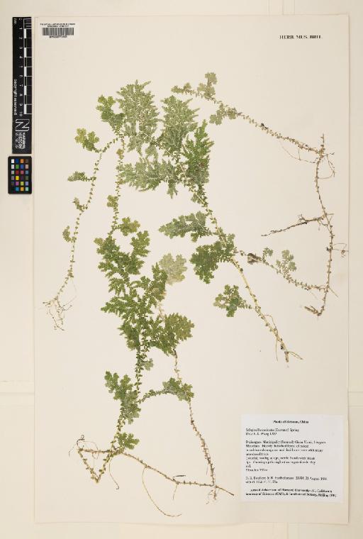 Selaginella uncinata (Desv. ex Poir.) Spring - 000779451