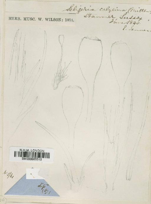 Seligeria paucifolia (Dicks.) Carruth. - BM000965313