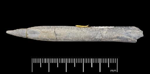 Simpsonibelus expansus (Simpson) - PI CC 1320 - belemnite