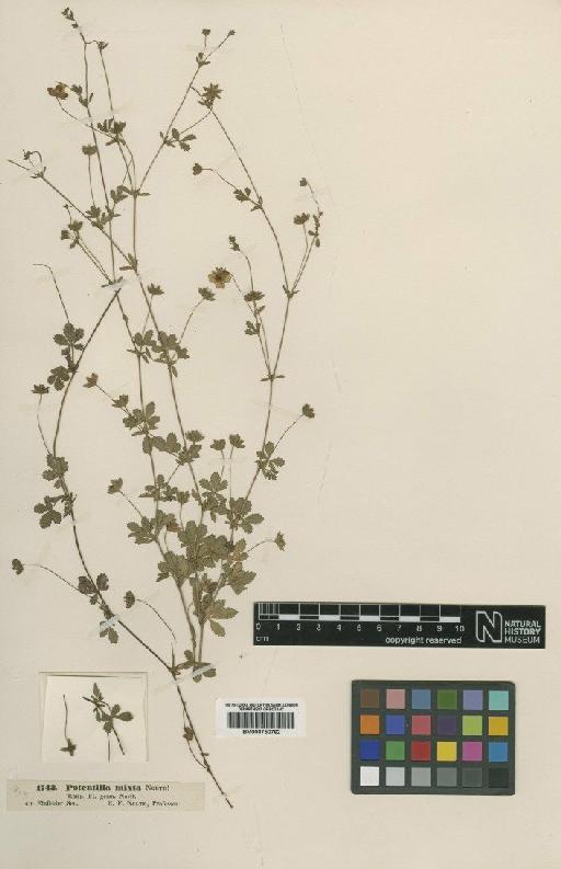 Potentilla reptans L. - BM000750762