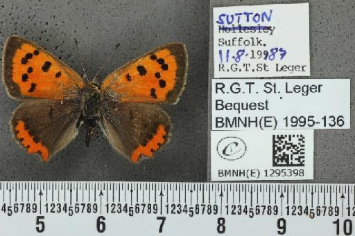 Lycaena phlaeas eleus (Fabricius, 1798) - BMNHE_1295398_132642