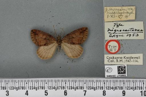 Hydriomena ruberata ab. nigrocastanea Cockayne, 1953 - BMNHE_1752092_330701