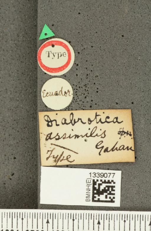 Isotes assimilis (Gahan, 1891) - BMNHE_1339077_label_22503