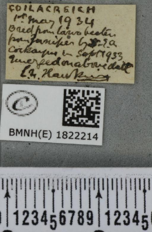 Eupithecia intricata intricata (Zetterstedt, 1839) - BMNHE_1822214_label_388947