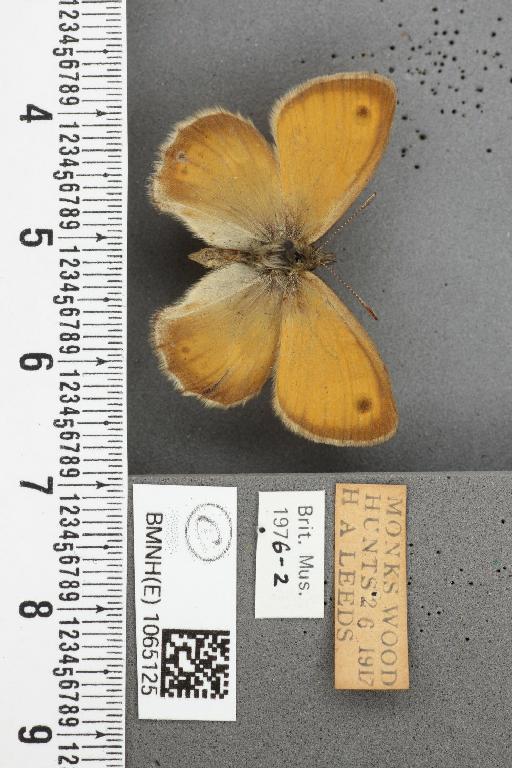 Coenonympha pamphilus (Linnaeus, 1758) - BMNHE_1065125_26404