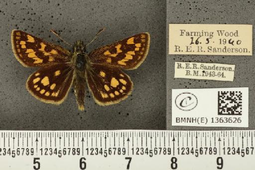 Carterocephalus palaemon (Pallas, 1771) - BMNHE_1363626_175793