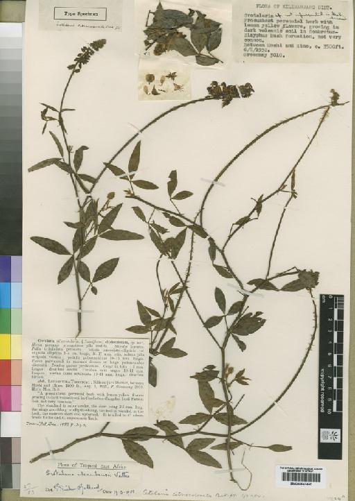 Crotalaria ukambensis Vatke - BM000843440