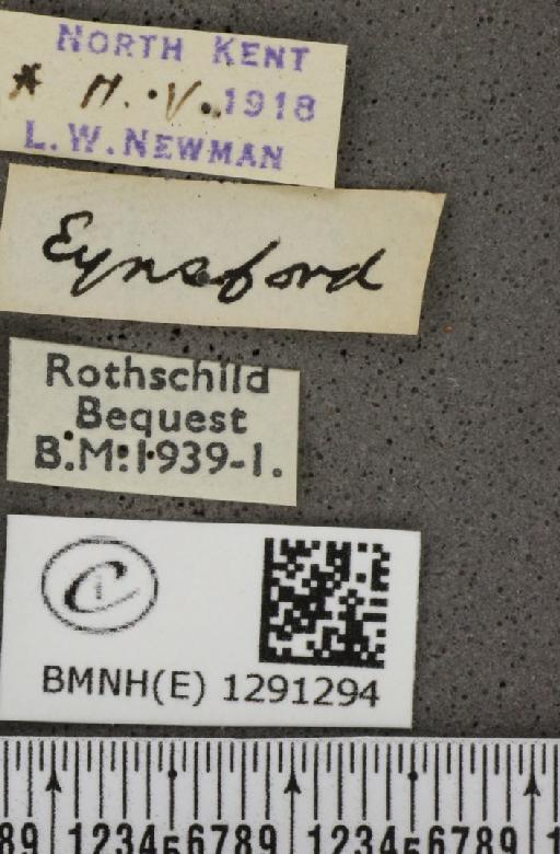 Celastrina argiolus britanna (Verity, 1919) - BMNHE_1291294_label_128732