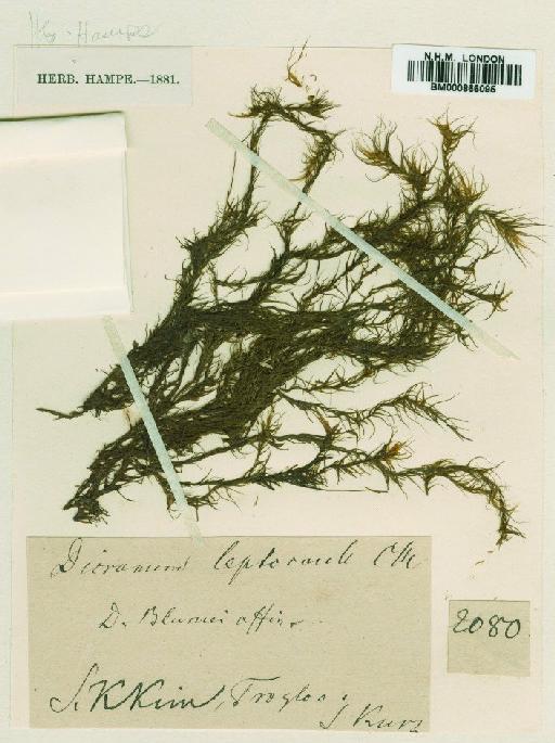 Dicranum leptocaulon Müll.Hal. - BM000866095