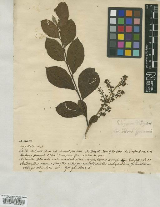 Andromeda paniculata L. - BM000051133