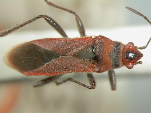 Arocatus pilosulus Distant - Hemiptera: Arocatus Pil