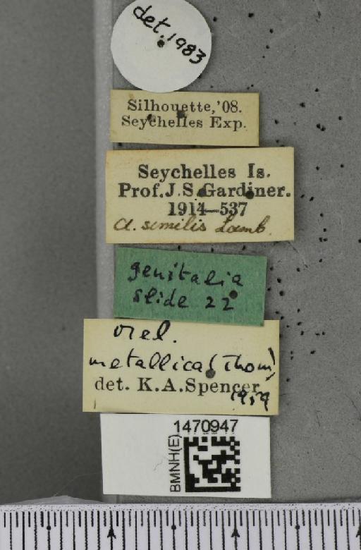 Melanagromyza similis Lamb, 1912 - BMNHE_1470947_a_label_45681