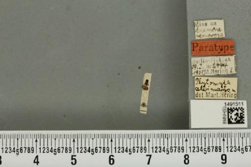 Phytomyza albimargo Hering, 1925 - BMNHE_1491511_53149