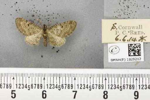 Eupithecia denotata jasioneata Crewe, 1881 - BMNHE_1829212_404969