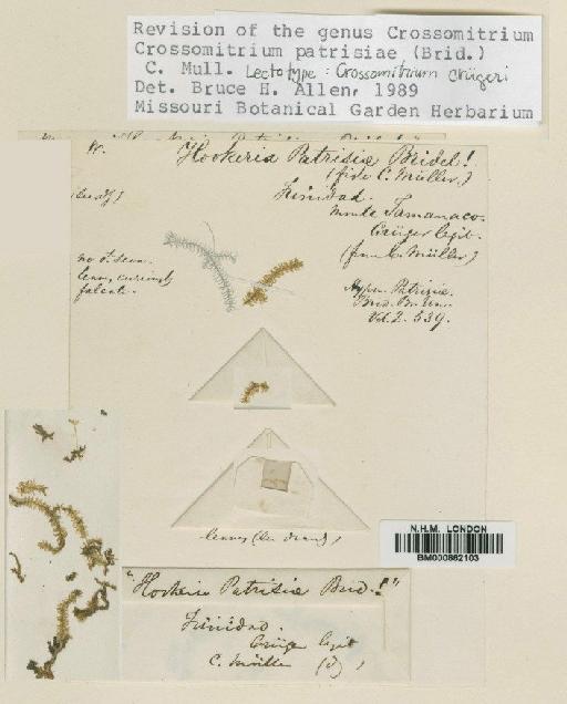 Crossomitrium patrisiae (Brid.) Müll.Hal. - BM000862103