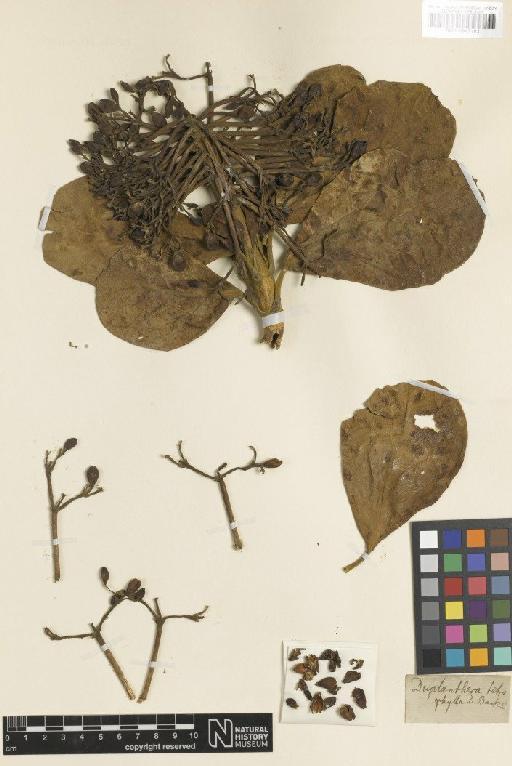 Diplanthera tetraphylla R.Br. - BM000947192