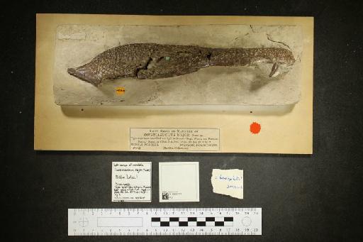 Oweniasuchus minor Owen, 1879 - 010030171_L010093050_(1)