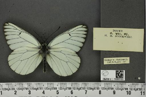 Aporia crataegi (Linnaeus, 1758) - BMNHE_1089993_69788